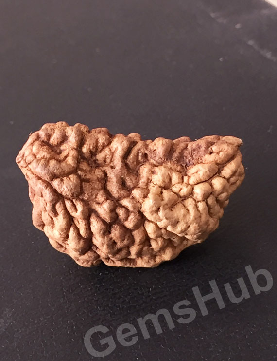 1 Face/Mukhi Certified Rudraksha Size- 30mm